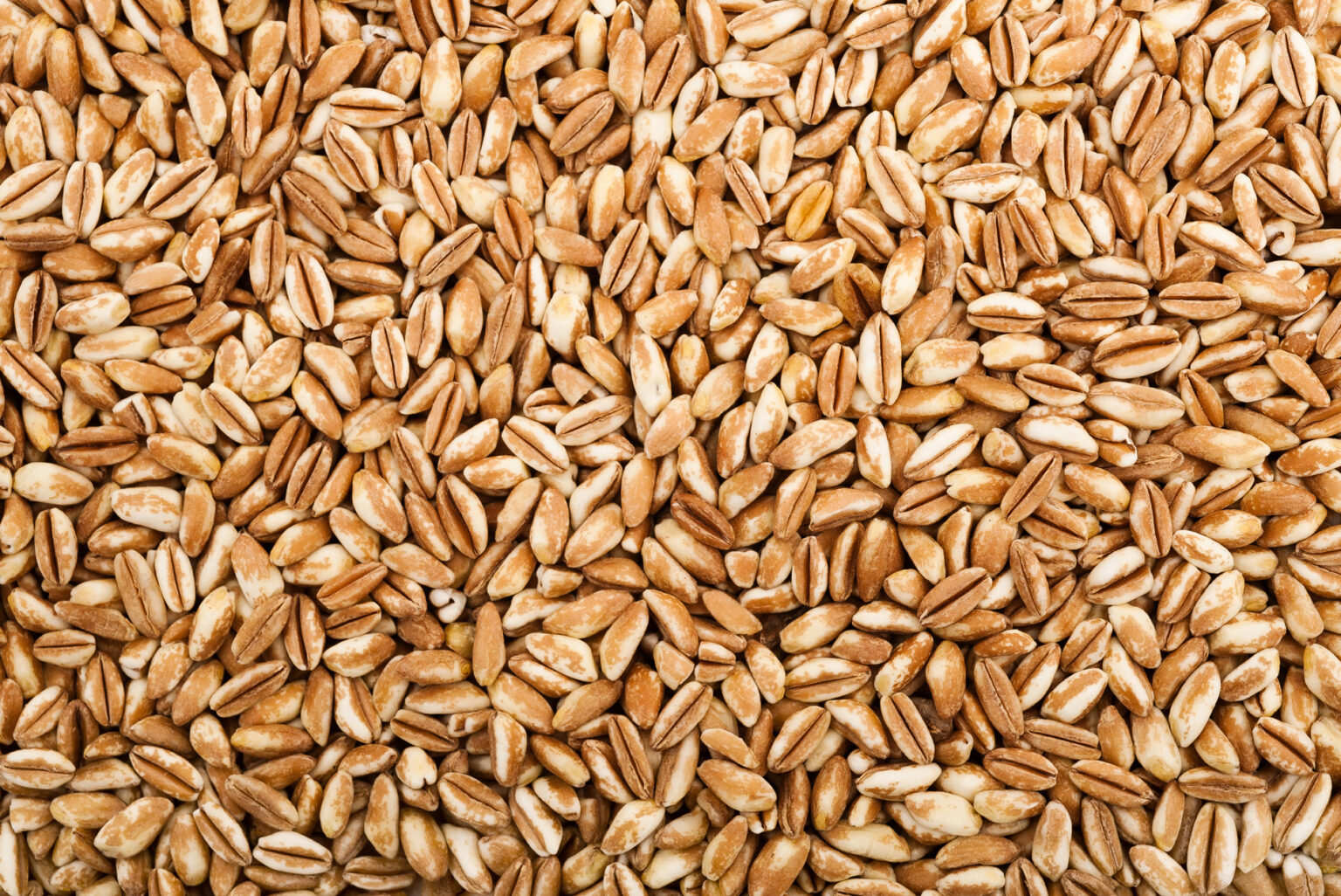 Rye Grain Kernels – Dried Rye Grain Kernels - Dried