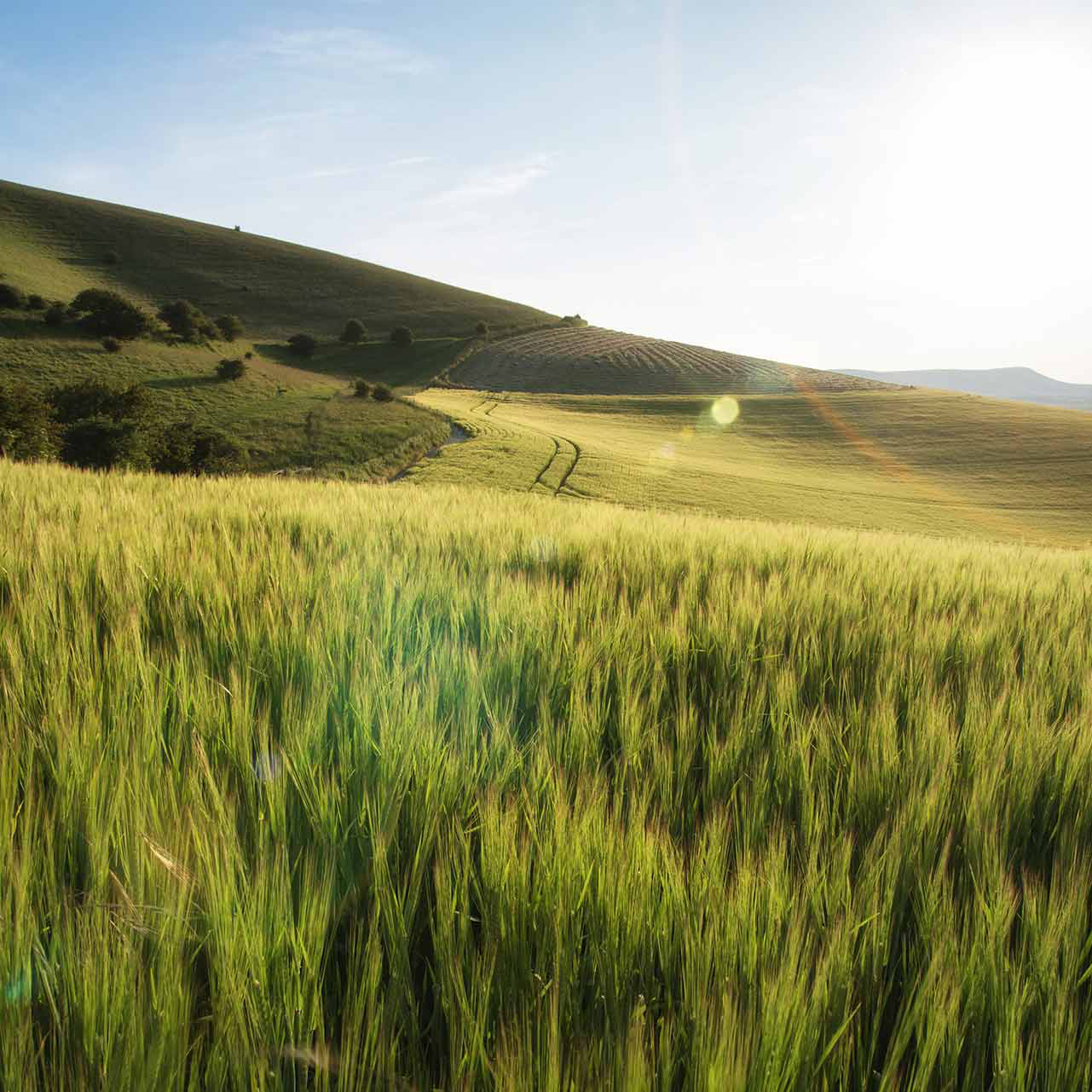 Pernerka Wheat Field Pernerka Wheat Field