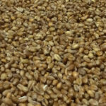 Wheat Grain - Scotland the Bread