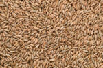 Rye Grain Kernels - Dried