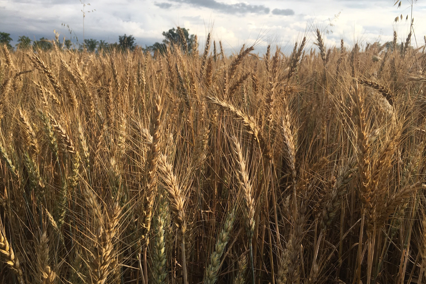 Molino Tirelli Wheat Fields