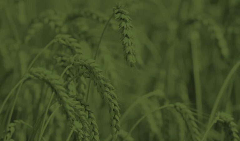Wheat - UK Report