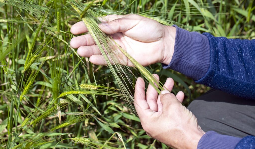 Farmer inspects unripe wheat kernels