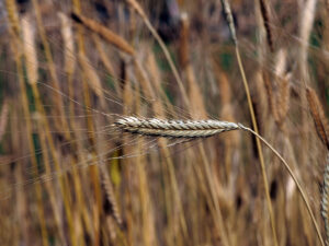 Einkorn Wheat