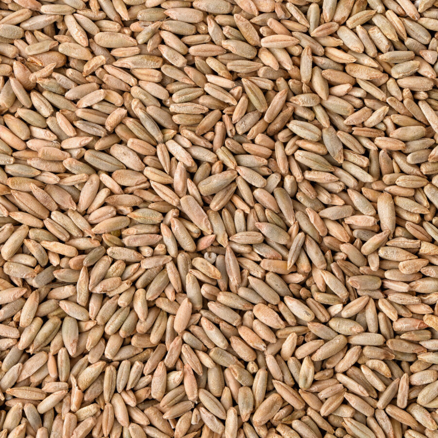 Buy Rye Grain