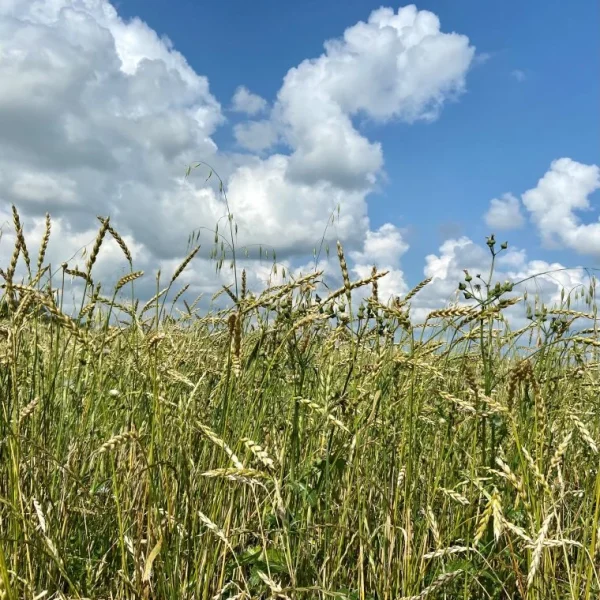 Sharpham Park - Field of Wheat