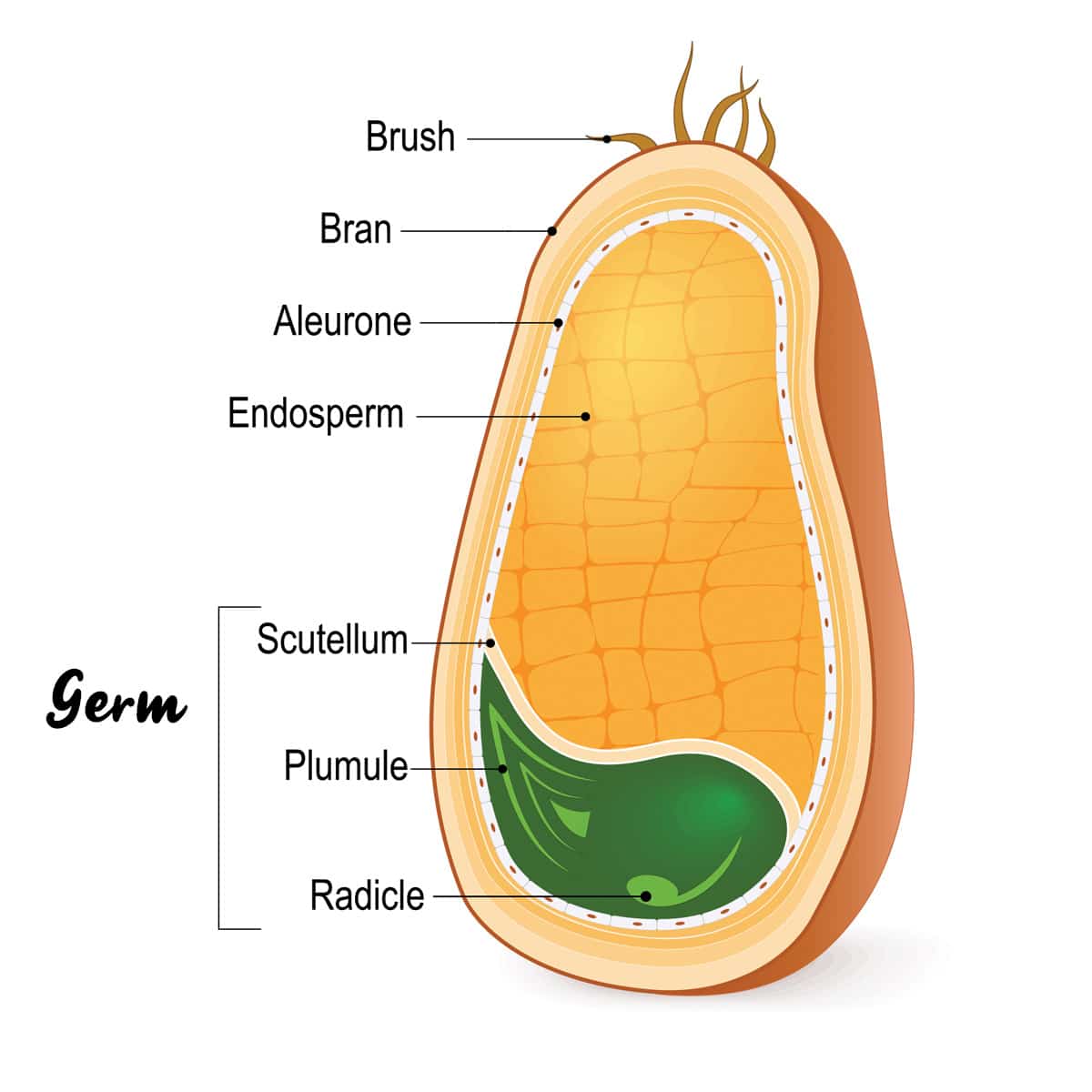 Diagram showing anatomy of a wheat grain