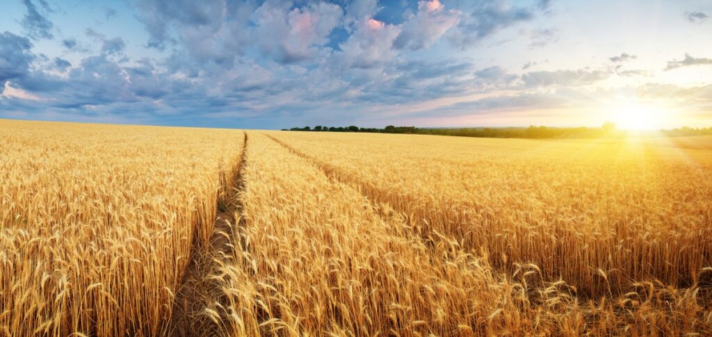 Wheat grain field