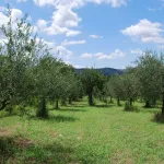 Pomora Olive Oil - Olive Trees