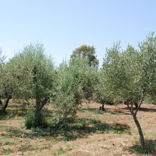 Pomora Olive Oil - Olive Trees
