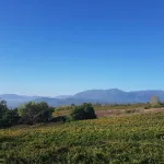 Pomora Olive Oil - Olive field