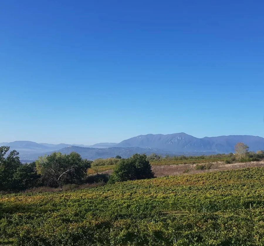 Pomora Olive Oil - Olive field