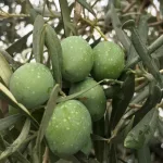 Pomora Olive Oil - Olives growing