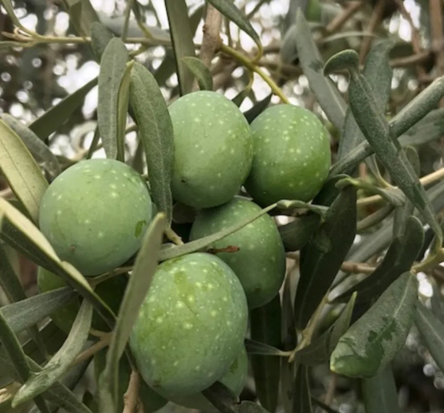 Pomora Olive Oil - Olives growing