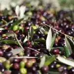 Potentino Extra Virgin Olive Oil